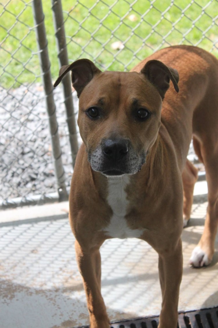 Метис стаффа