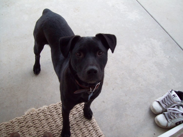 Бульмастиф и Стаффорд