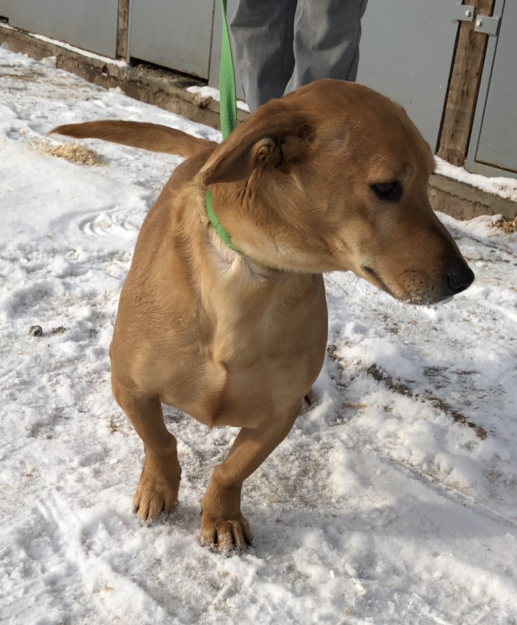 Метис таксы и стаффа