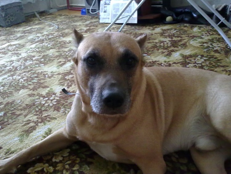 Амстафф терьер рыжий метис