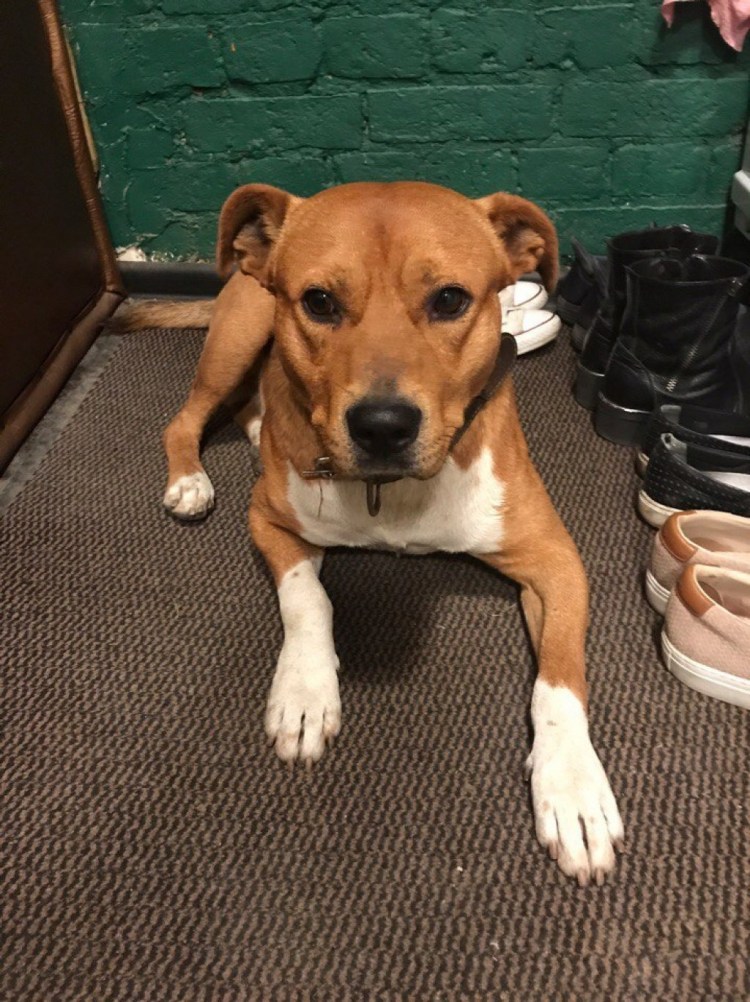 Смесь стаффа и дворняги