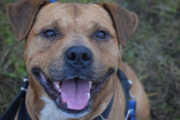 Помесь шарпея с маламутом