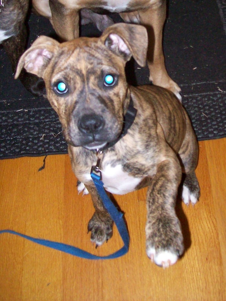 Питбуль метис дворняги