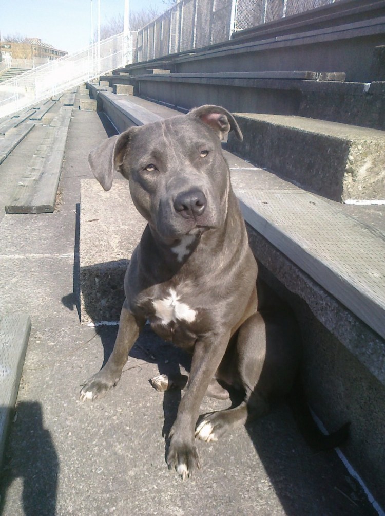 Стаффордширский терьер смесь черно белая