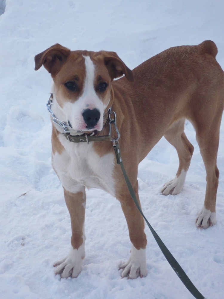 Метис таксы