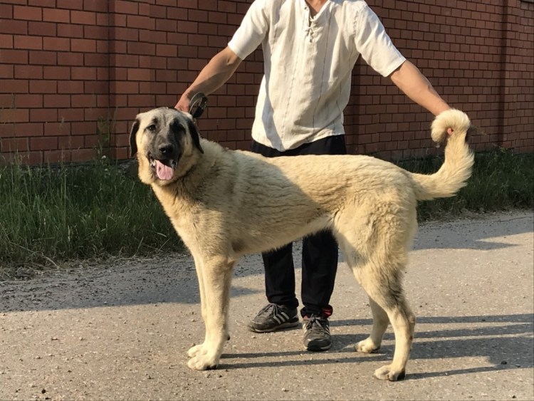 Турецкий алабай кангал