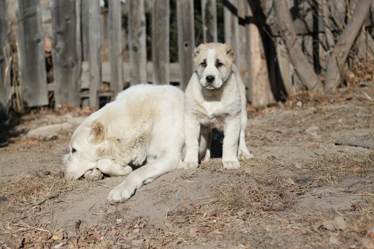 Волкодав собака Таджикистан