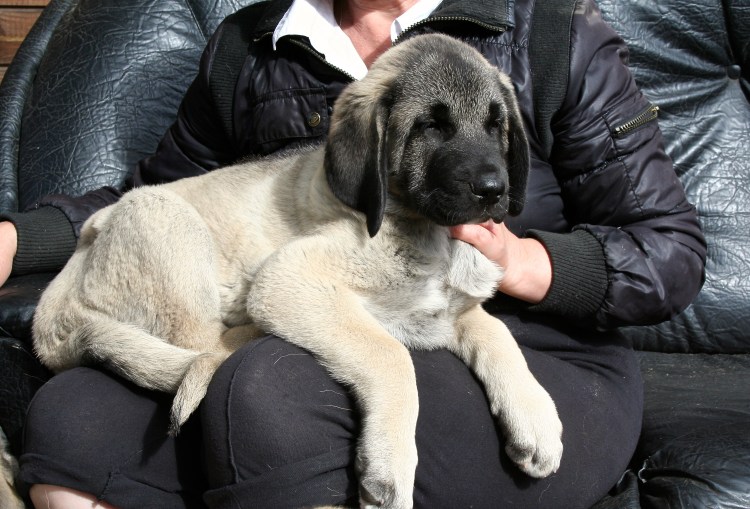 Акбаш Анатолийская овчарка