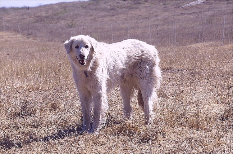 Собака волкодав кангал