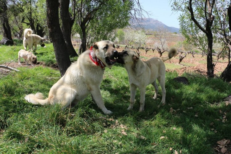 Размеры турецкого волкодава