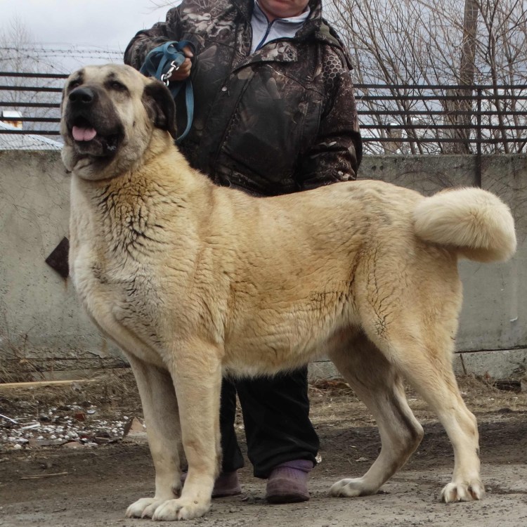 Турецкий волкодав кангал