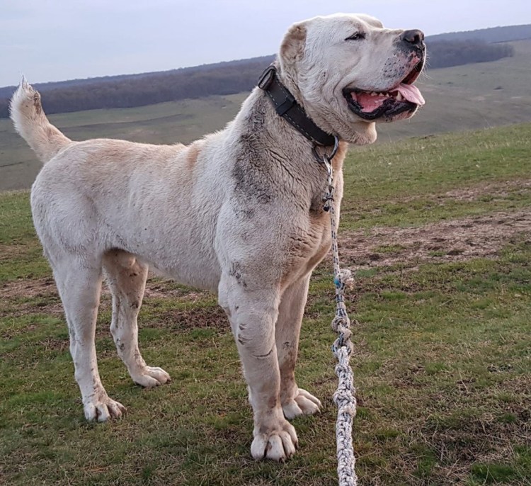 Турецкая овчарка кангал