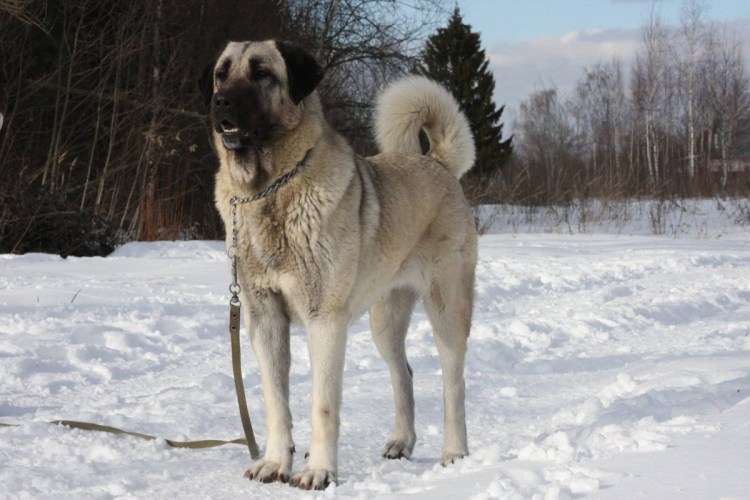 Турецкий алабай кангал