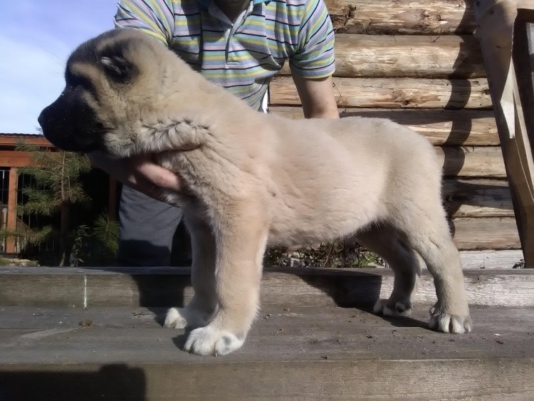 Алабай турецкий волкодав