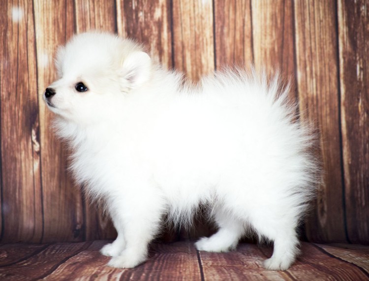 Белый шпиц валяние