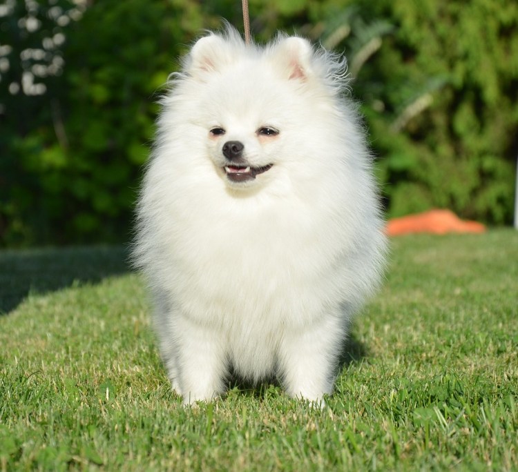Немецкий померанский шпиц белый