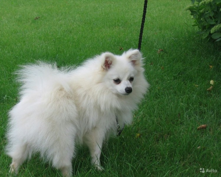Малый немецкий шпиц белый