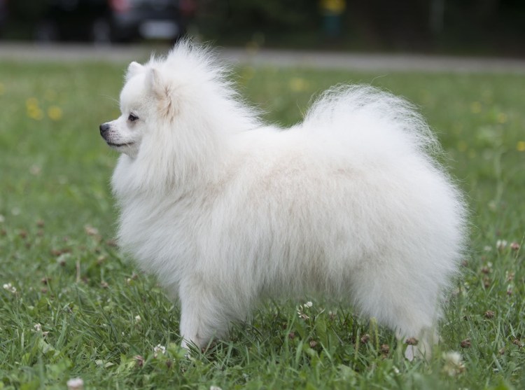 Немецкий шпиц гроссшпиц белый