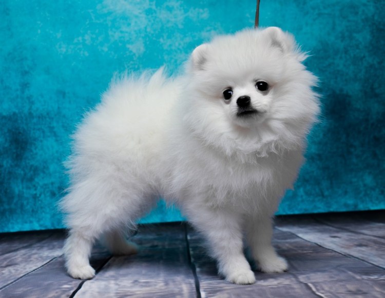 Малый немецкий шпиц белый