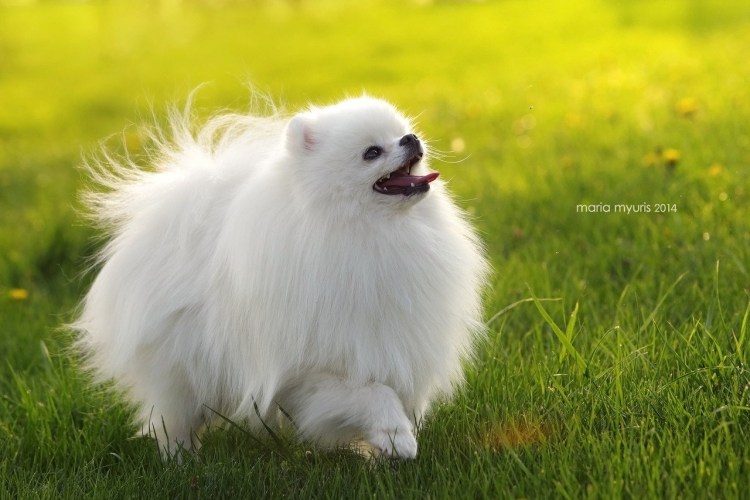 Американский шпиц карликовый