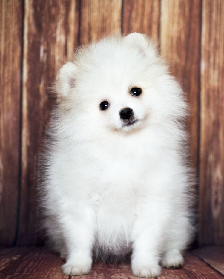 Шпиц карликовый белый