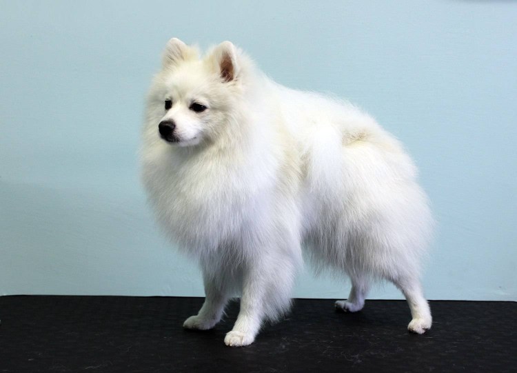 Вольпино итальяно шпиц