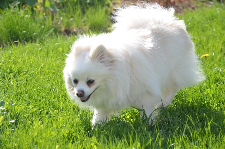 Немецкий шпиц патиколор