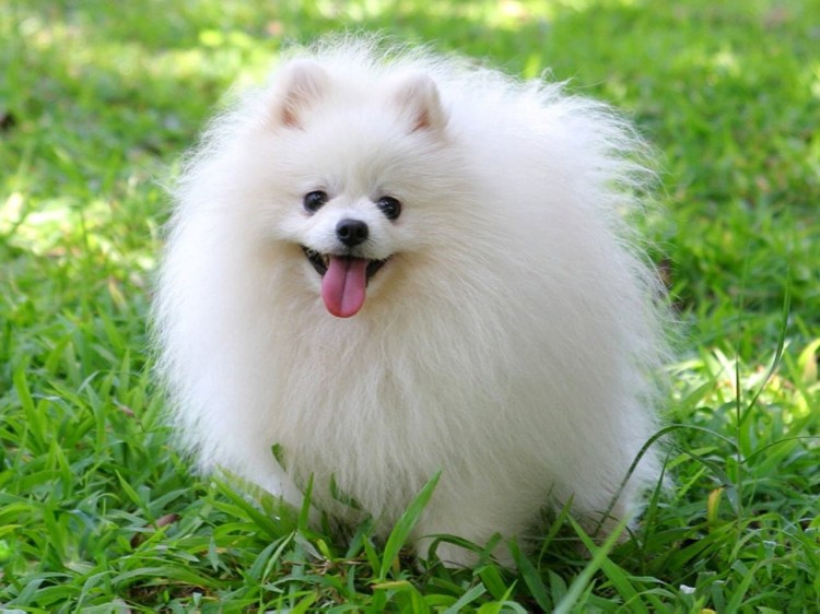 Немецкий померанский шпиц белый