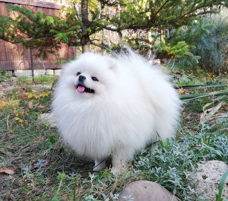 Китайский померанский шпиц белый
