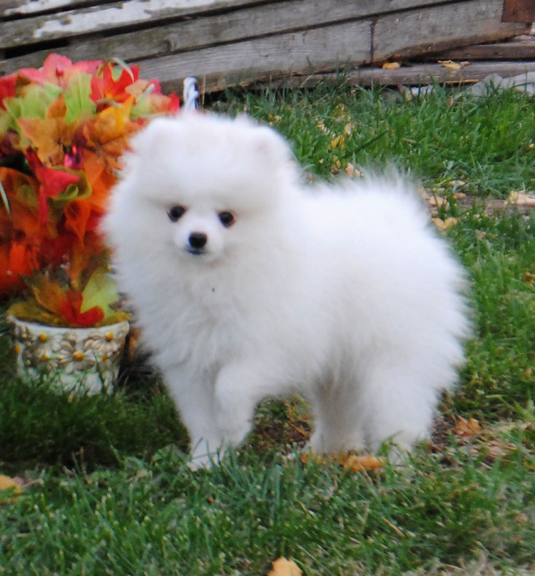 Королевский шпиц белый