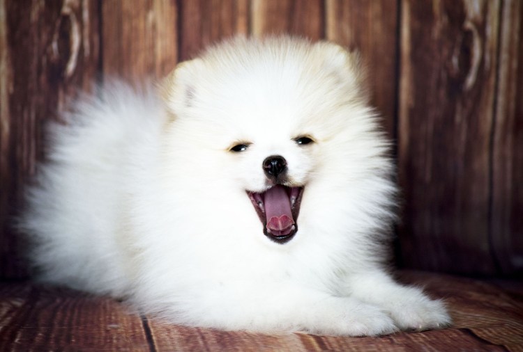 Цверг померанский шпиц