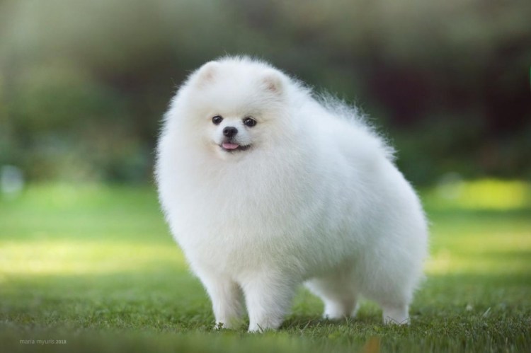 Немецкий шпиц белый щенок