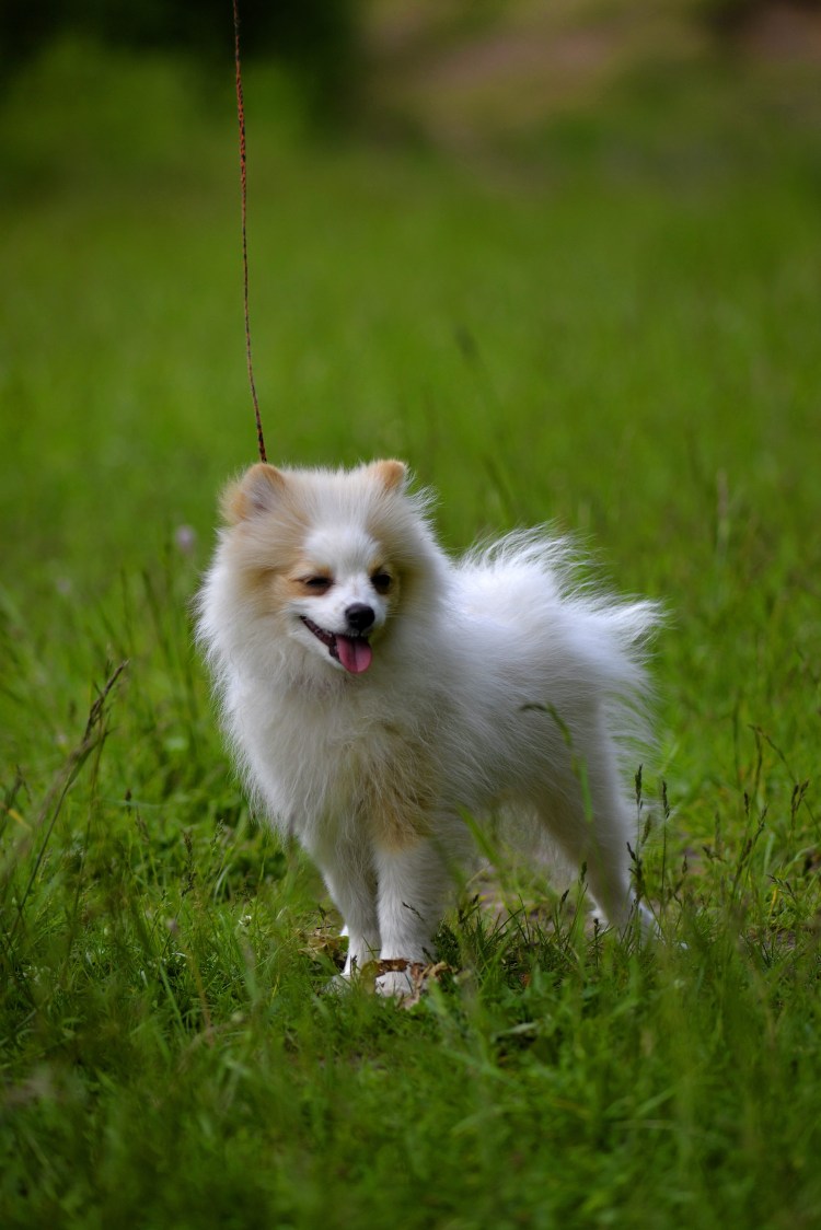 Немецкий шпиц белый щенок