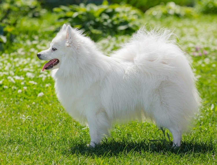 Шпиц немецкий породистый белый