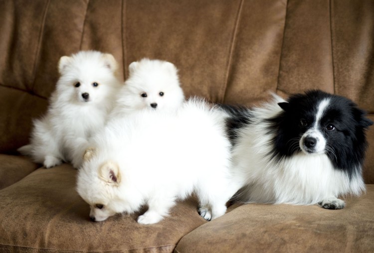 Американский шпиц карликовый