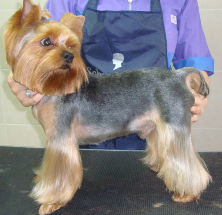 Подстрижка йоркширского терьера