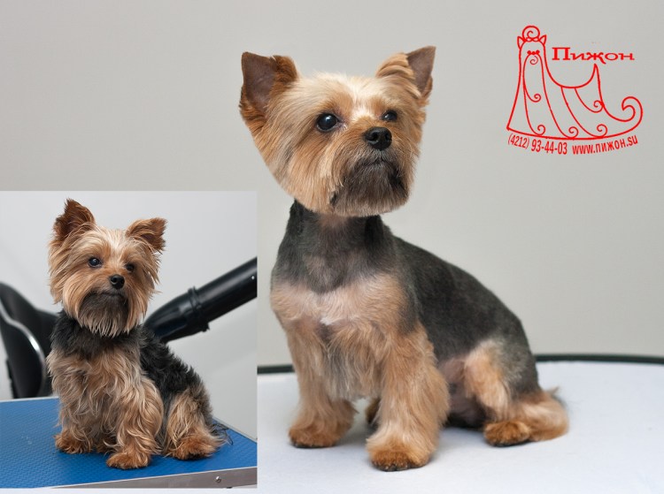 Йоркширский терьер мальчик