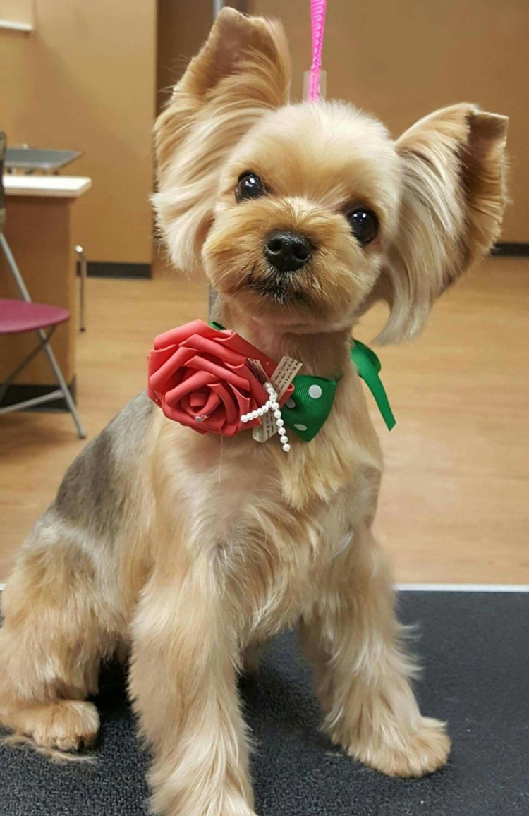 Йоркширский терьер стрижка под щенка