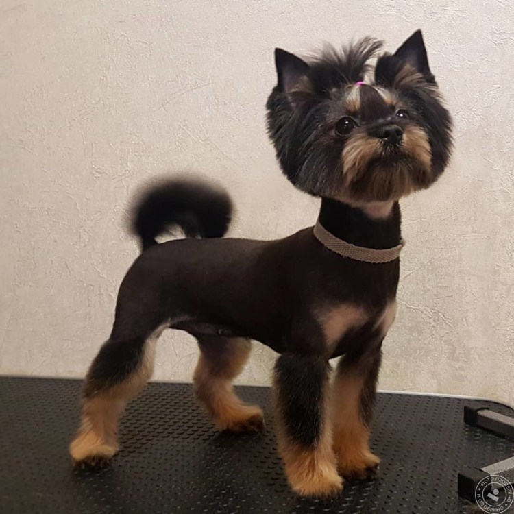 Стрижки йоркширского терьера мальчика