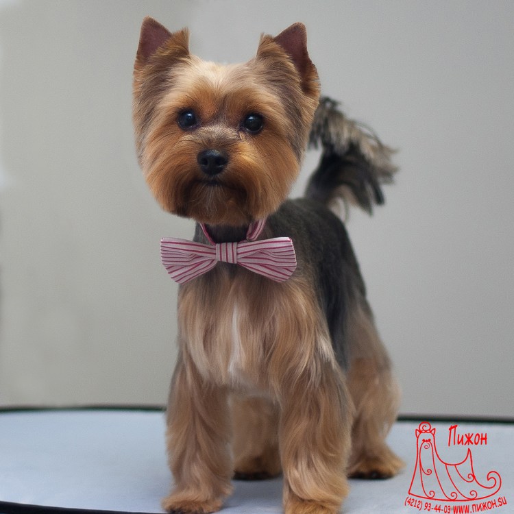 Ирокез у йоркширского терьера