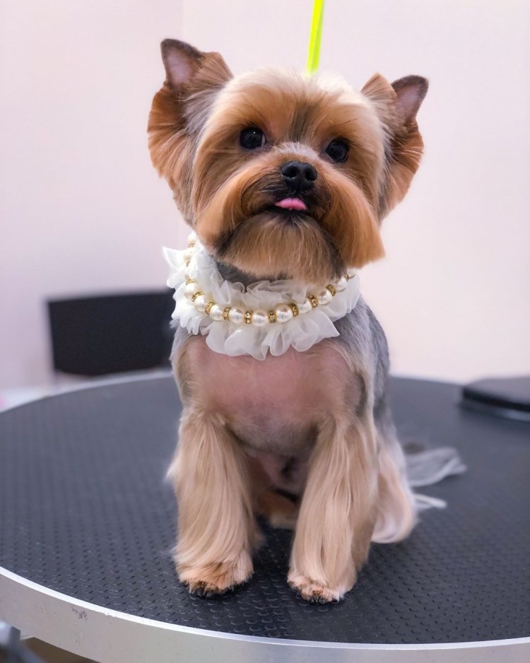 Стрижки собак ершский терьер