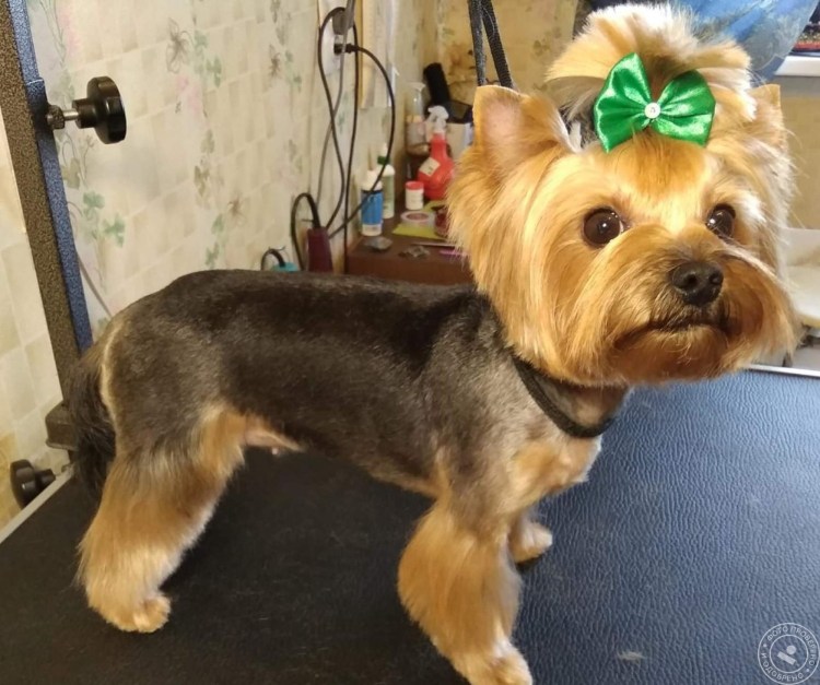 Стрижки йоркширского терьера мальчика