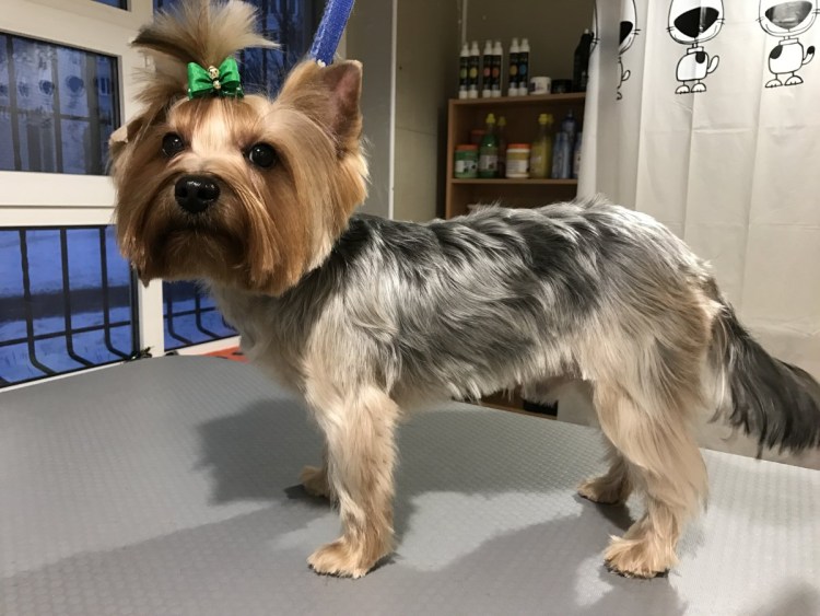 Стрижки йоркширского терьера мальчика