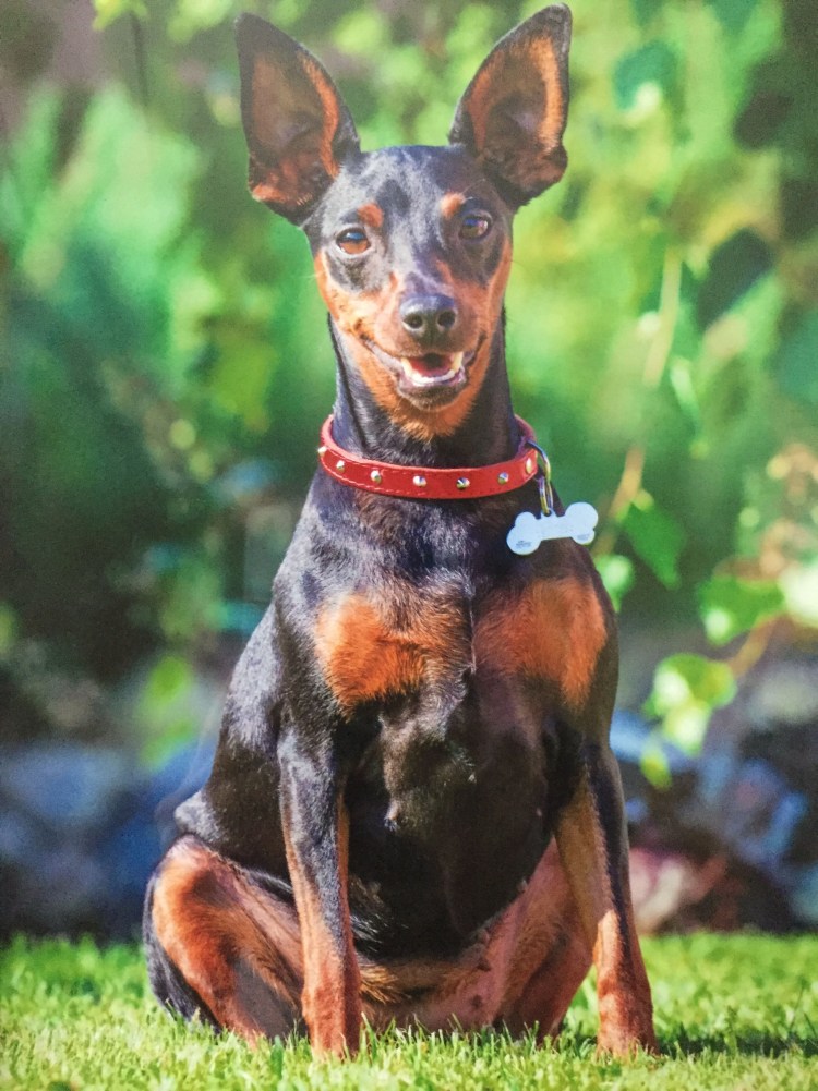 Карликовый пинчер