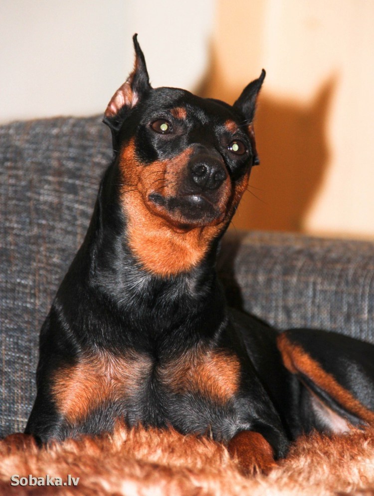 ДОГБЕРМАН пикчер карлик