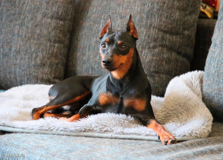 Карликовый пинчер Цвергпинчер