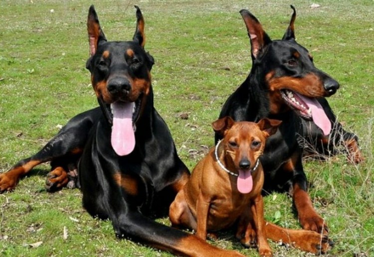 Карликовый пинчер