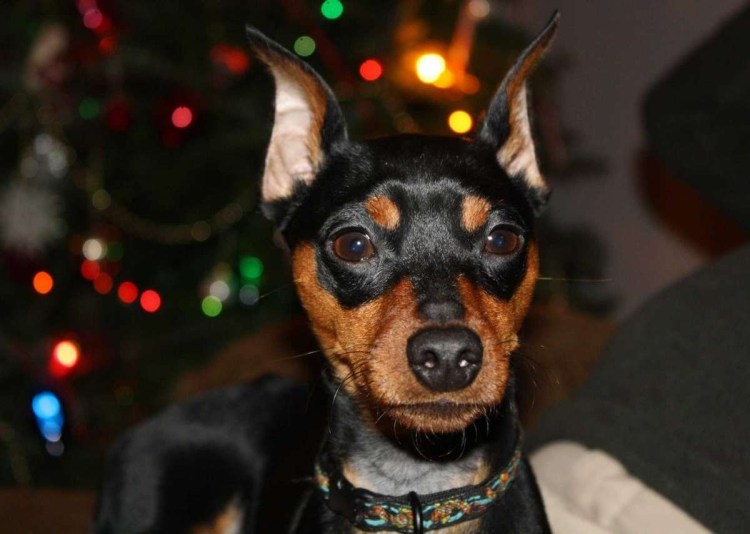 Цвингер пинчер