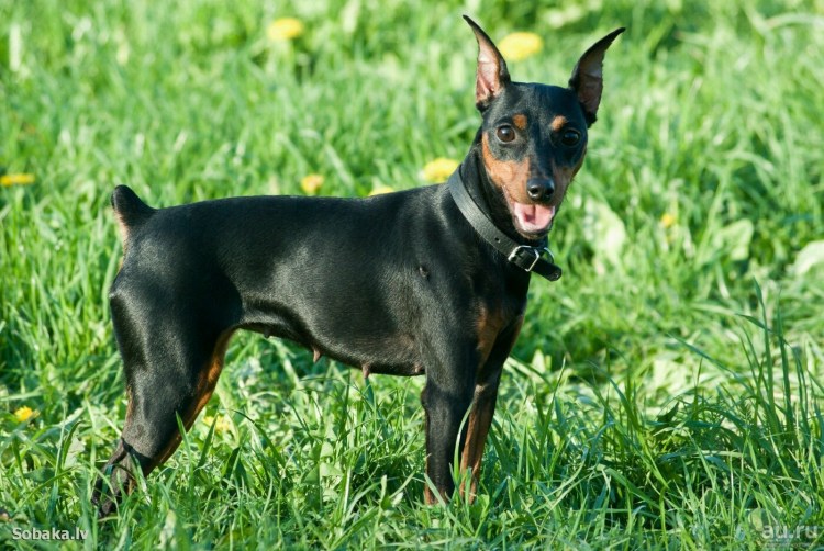 Карликовый пинчер