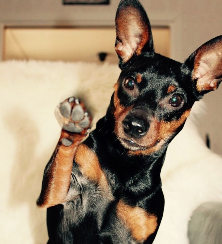 Пинчер терьер